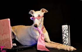 Greyhound Studying